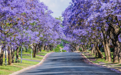 The Contrasting Realities of Jacaranda Season at Makomborero Zimbabwe